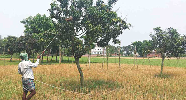 টেকনাফে ছাত্রলীগ নেতার বাড়ির গাছে অচেনা পোকার হানা