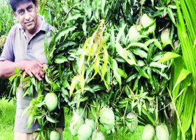 নিজের বাগানের পরিপুষ্ট আম দেখাচ্ছেন কৃষিবিদ গোলাম মাওলা সিদ্দিকী