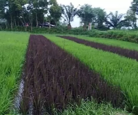 এগুলো সবই কালো চালের ধান। কোনটির পাতা সবুজ, কোনটির বেগুনি